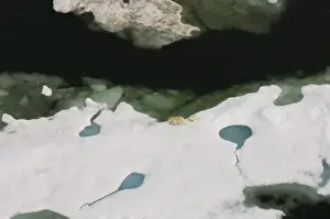 Images Dated 23rd July 2006: polar bear, Ursus maritimus, sow with cub walking on multi-layer ice on the Chuckchi Sea