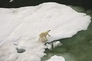 Images Dated 23rd July 2006: polar bear, Ursus maritimus, sow with cub walking on multi-layer ice on the Chuckchi Sea