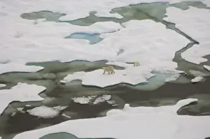 Images Dated 23rd July 2006: polar bear, Ursus maritimus, sow with cub walking on multi-layer ice on the Chuckchi Sea