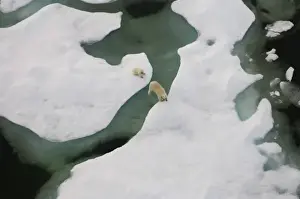 Images Dated 23rd July 2006: polar bear, Ursus maritimus, sow with cub walking on multi-layer ice on the Chuckchi Sea