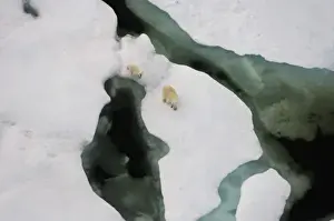Images Dated 23rd July 2006: polar bear, Ursus maritimus, sow with cub walking on multi-layer ice on the Chuckchi Sea
