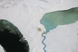 Images Dated 23rd July 2006: polar bear, Ursus maritimus, sow with cub walking on multi-layer ice on the Chuckchi Sea