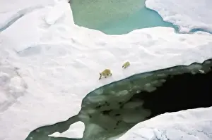 Images Dated 23rd July 2006: polar bear, Ursus maritimus, sow with cub walking on multi-layer ice on the Chuckchi Sea