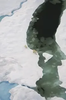Images Dated 23rd July 2006: polar bear, Ursus maritimus, sow with cub walking on multi-layer ice on the Chuckchi Sea