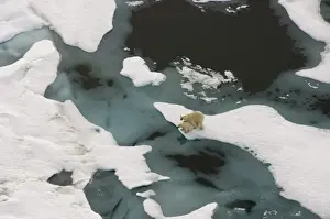Images Dated 23rd July 2006: polar bear, Ursus maritimus, sow with cub walking on multi-layer ice (freshwater