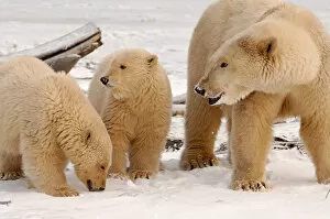 polar bear, Ursus maritimus, sow with cubs dirty from gravel blowing in a recent windstorm