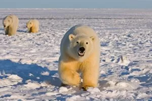 Images Dated 28th October 2006: polar bear, Ursus maritimus, sow with cubs on the pack ice, 1002 coastal plain of