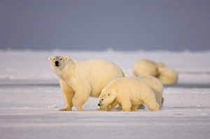 Images Dated 27th October 2006: polar bear, Ursus maritimus, sow with cubs on the pack ice, 1002 coastal plain of