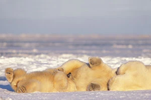 polar bear, Ursus maritimus, sow with cubs playing and rolling around on the pack ice