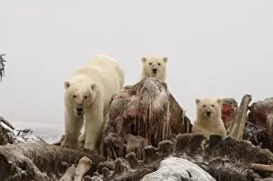 polar bear, Ursus maritimus, sow with cubs scavenging a bowhead whale, Balaena mysticetus