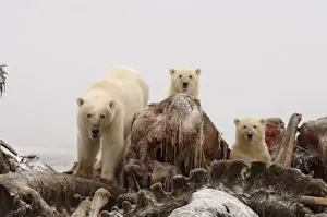 Images Dated 6th October 2005: polar bear, Ursus maritimus, sow with cubs scavenging a bowhead whale, Balaena mysticetus