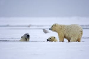 polar bear, Ursus maritimus, sow with cubs swim and play in the water and pack ice