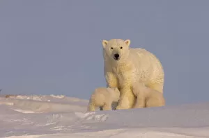 Images Dated 24th March 2006: polar bear, Ursus maritimus, sow with newborn spring cubs newly emerged from their den