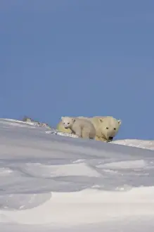 Images Dated 24th March 2006: polar bear, Ursus maritimus, sow with newborn spring cub newly emerged from their den