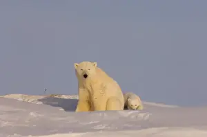 Images Dated 24th March 2006: polar bear, Ursus maritimus, sow with newborn spring cubs newly emerged from their den