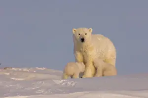 polar bear, Ursus maritimus, sow with newborn spring cubs newly emerged from their den