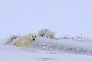 Images Dated 25th March 2006: polar bear, Ursus maritimus, sow with newborn spring cubs newly emerged from their den