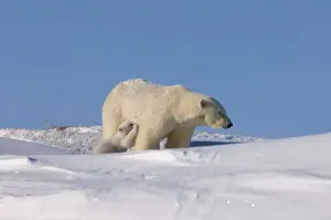 Images Dated 24th March 2006: polar bear, Ursus maritimus, sow nurses its newborn spring cub outside their den