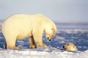 polar bear, Ursus maritimus, sow on the pack ice with cub playing in water of the