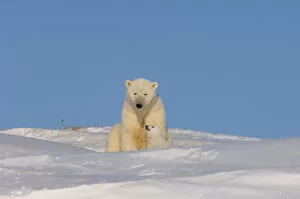 Images Dated 24th March 2006: polar bear, Ursus maritimus, sow playing with her newborn spring cub outside their den