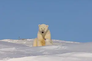 Images Dated 24th March 2006: polar bear, Ursus maritimus, sow playing with her newborn spring cub outside their den