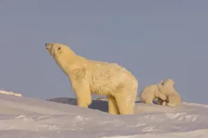 Images Dated 24th March 2006: polar bear, Ursus maritimus, sow playing with her newborn spring cubs outside their den