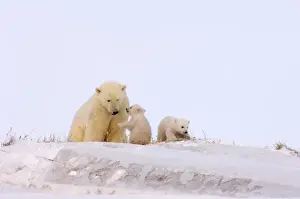 polar bear, Ursus maritimus, sow playing with her newborn spring cubs outside their den