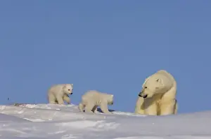 polar bear, Ursus maritimus, sow playing with her newborn spring cubs outside their den