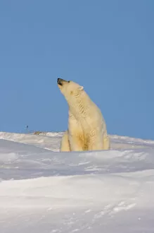 polar bear, Ursus maritimus, sow sitting outside her den scenting the air, mouth