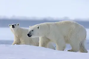 Images Dated 15th May 2006: polar bear, Ursus maritimus, sow with subadult cub along the edge of an open lead