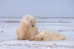 Images Dated 18th October 2005: polar bear, Ursus maritimus, sow with yearling cub on the pack ice, 1002 coastal
