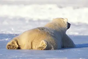 polar bear, Ursus maritimus, spread out on the pack ice of the frozen coastal plain