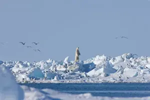 Images Dated 16th May 2006: polar bear, Ursus maritimus, standing and looking across an open lead that is closing