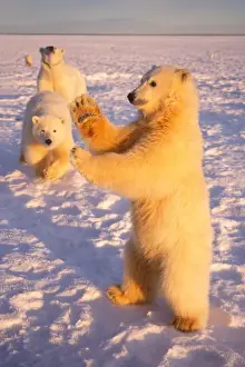polar bear, Ursus maritimus, subadult standing on the pack ice with mother and sibling