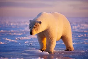 polar bear, Ursus maritimus, at sunrise on the pack ice of the frozen coastal plain