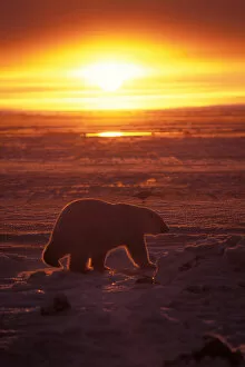 Images Dated 9th November 2005: polar bear, Ursus maritimus, at sunrise on the pack ice of the frozen coastal plain