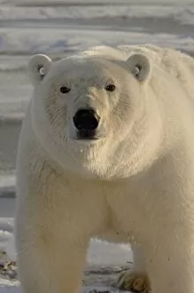 Images Dated 16th October 2005: polar bear, Ursus maritimus, tagged on the pack ice, 1002 coastal plain of the Arctic