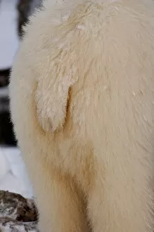 polar bear, Ursus maritimus, tail, 1002 coastal plain of the Arctic National Wildlife Refuge