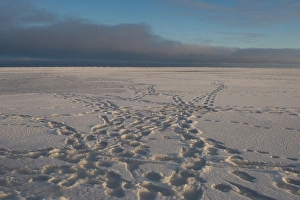 Images Dated 30th October 2006: polar bear, Ursus maritimus, tracks, 1002 coastal plain of the Arctic National Wildlife Refuge