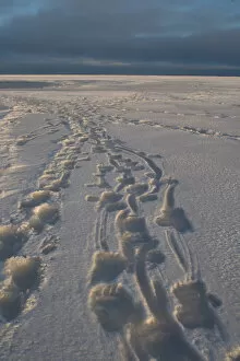 polar bear, Ursus maritimus, tracks, 1002 coastal plain of the Arctic National Wildlife Refuge