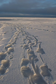 Images Dated 30th October 2006: polar bear, Ursus maritimus, tracks, 1002 coastal plain of the Arctic National Wildlife Refuge