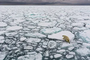 Melt Prints: A polar bear, Ursus maritimus, walking the melting sea ice