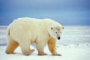 polar bear, Ursus maritimus, walking along the pack ice, 1002 area of the Arctic polar bear, Ursus maritimus, walking along the pack ice, 1002 area of the Arctic