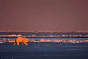 Images Dated 23rd October 2005: polar bear, Ursus maritimus, walking on the pack ice at sunrise, 1002 coastal plain