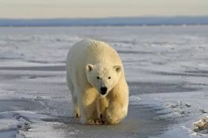 Images Dated 16th October 2005: polar bear, Ursus maritimus, walking on the pack ice, 1002 coastal plain of the Arctic