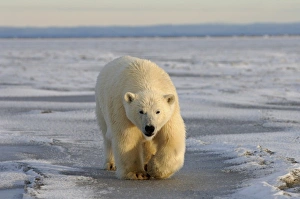 Images Dated 16th October 2005: polar bear, Ursus maritimus, walking on the pack ice, 1002 coastal plain of the Arctic