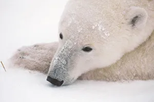 Churchill Prints: Polar Bear, Urus Maritimus, Arctic, Churchill, Manitoba, Canada, Hudson Bay, Day Dreaming