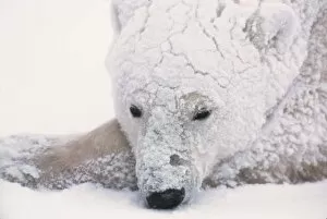 Images Dated 15th October 2004: Polar Bear, Urus Maritimus, Arctic, Churchill, Manitoba, Canada, Hudson Bay