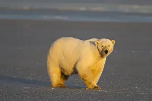 Anwr Prints: A polar bear walks across thin ice on the frozen surface of the Beaufort Sea on the coast of ANWR