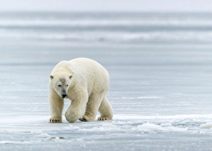Polar Bears near Kaktovic, Alaska